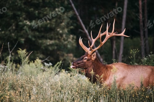 Preview: Elk in the forest