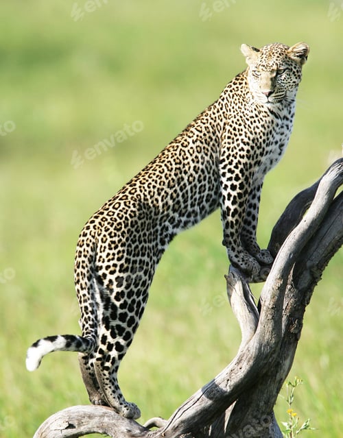 Preview: A Best wildlife tours in the world
