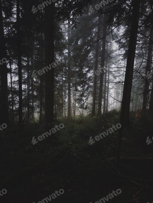 Preview: forest