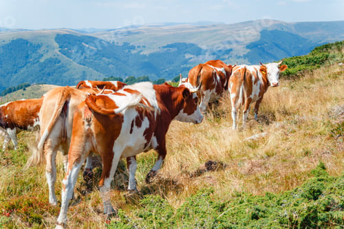 Preview: White and ginger cattle grazing on Stara Planina, Serbia