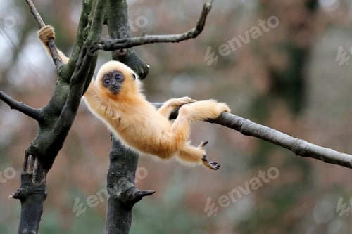 Preview: young yellow cheeked gibbon