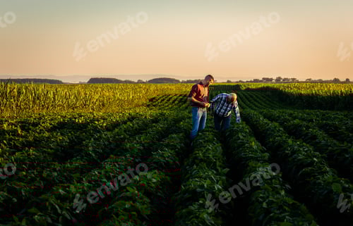 Visualização: Dois agricultores caminhando em um campo examinando a safra de soja.