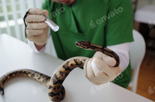 Preview: Examining Snake Under Veterinary Care in Study Room