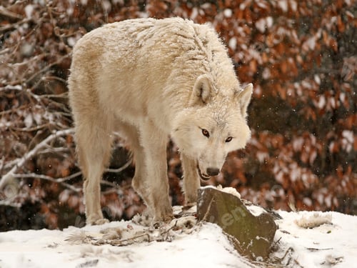 Preview: side view of wild wolf animal showing teeth in natural habitat in winter