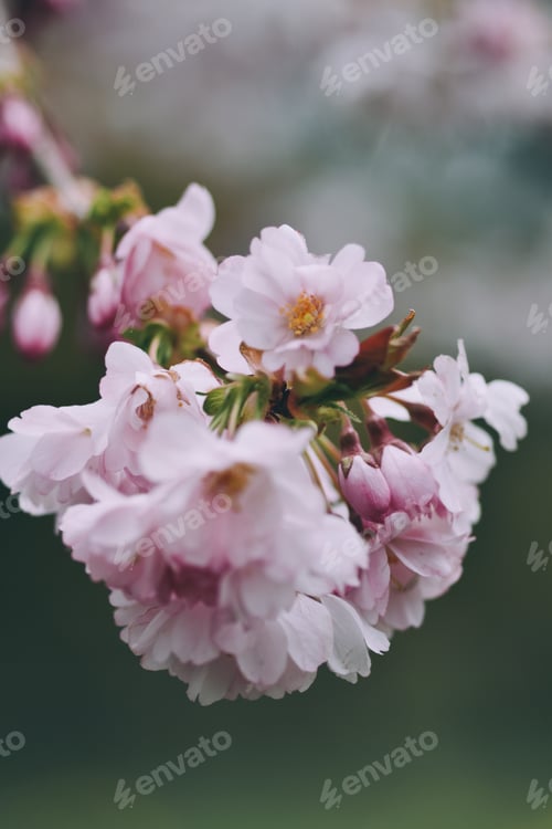 Preview: Cherry blossoms