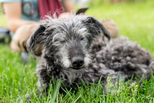 Preview: mixed breed dog bedlington terrier whippet senior dog resting with owner on grass pets adoption