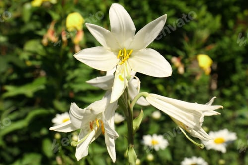 Preview: Beautiful blooming white lily outdoors on sunny day, closeup