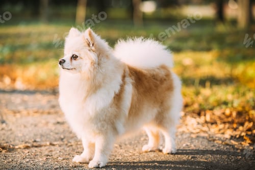 Preview: White Pomeranian Spitz Dog Posing Outdoor In Autumn Park Lane