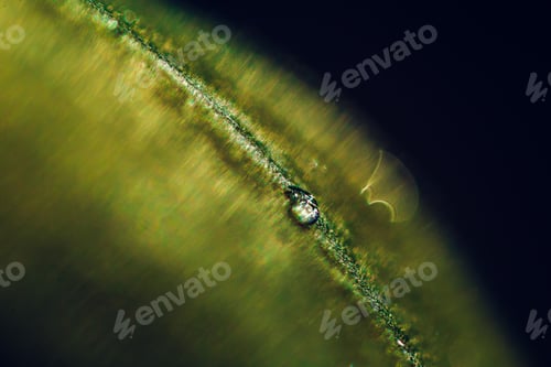 Preview: Closeup of the crystal clear water droplet on the green plant