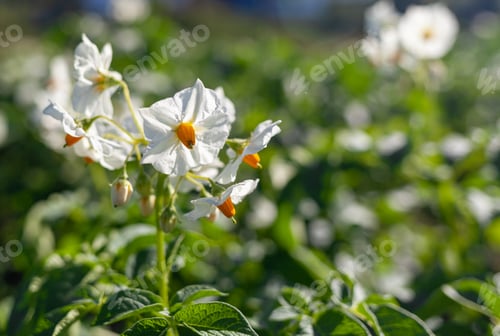 Preview: Flowering potato. Potato flowers blossom in sunlight grow in plant.