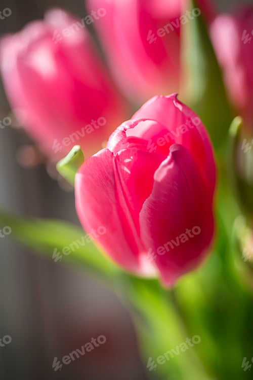 Preview: pink tulip. Macro flower. natural flower background