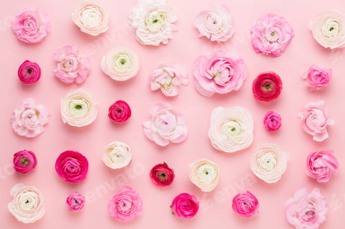 Preview: Beautiful colored ranunculus flowers on a pink background. Spring greeting card.