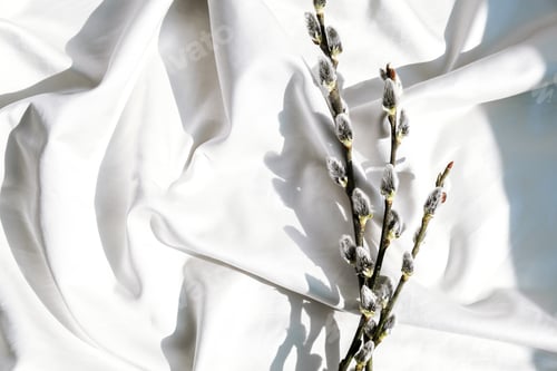 Preview: Willow branch on white silk fabric background . Brunch of the blossoming pussywillow on early spring