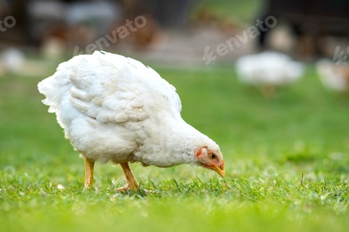Preview: Hen feed on traditional rural barnyard. Close up of chicken standing on barn yard