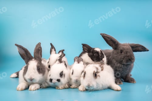 Preview: bunny Easter fluffy baby rabbit or new born rabbit.