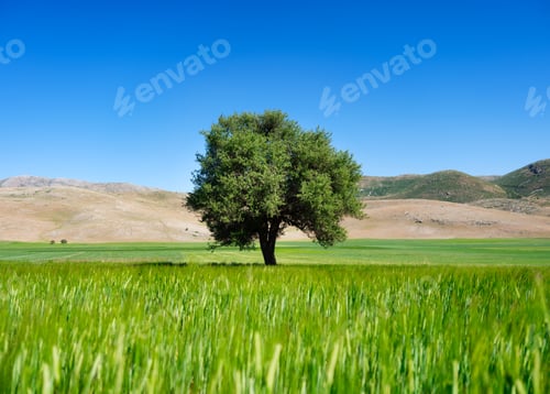 Preview: A lone tree in a field in a mountainous area. A clear blue sky.