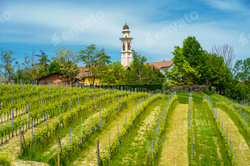 Preview: Vineyards of Monferrato near Gavi at springtime