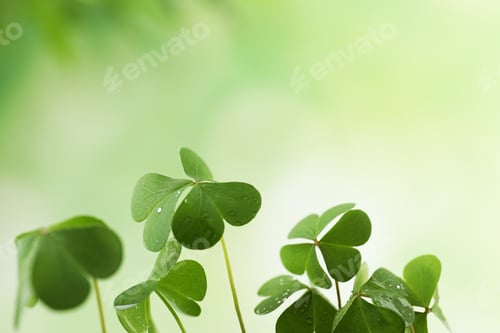 Vista previa: Clover leaves with water drops on blurred background, space for text. St. Patrick's Day symbol