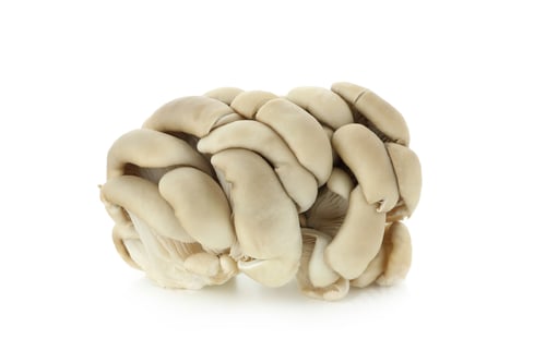 Preview: Tasty oyster mushrooms isolated on white background