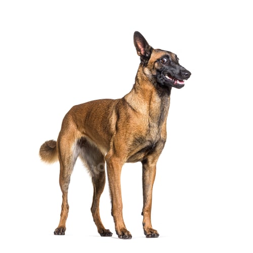 Preview: Malinois also know as Belgian shepherd dog, looking weird or surprise, isolated on white