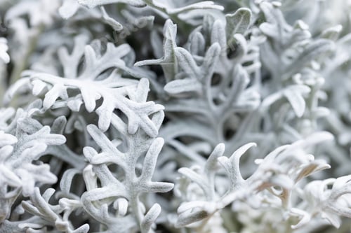 Preview: Leaves of Jacobaea maritima plant