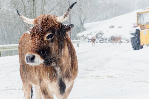 Preview: cow in a snowy road