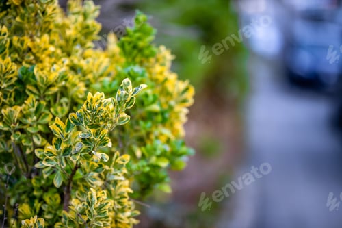 Preview: Selective focus shot of euonymus shrub against abokeh bakcground
