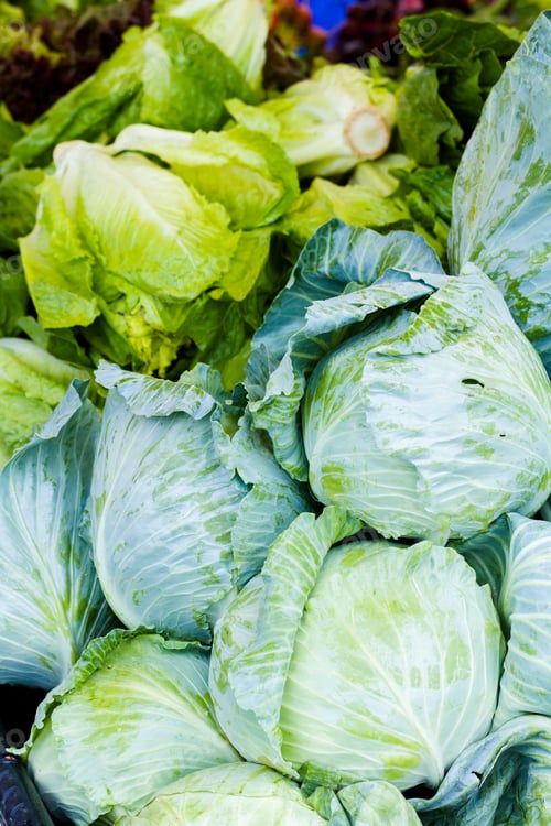 Crisp Fresh Cabbage and Lettuce at Market
