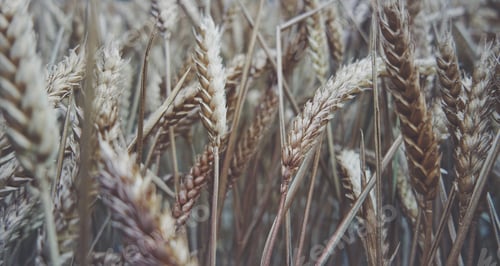 Preview: Wheatfield