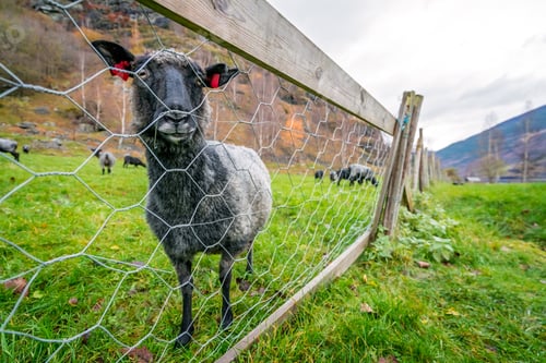 Preview: Goats and sheeps grazing on the meadow on a farm