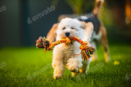 Preview: Maltipoo Puppy Running with Rope Toy in Mouth