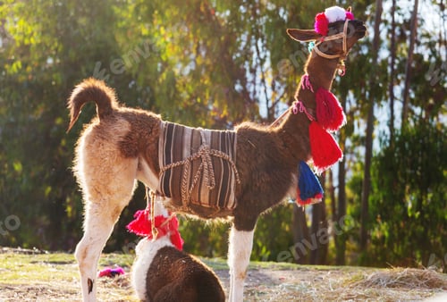 Preview: Llama