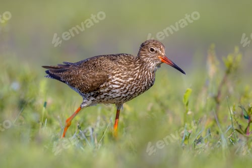 Preview: Common redshank Eurasian wader in grass