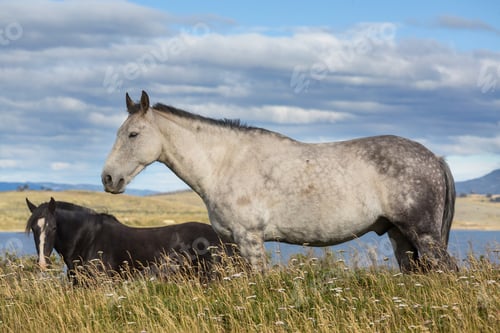 Preview: Horse on meadow