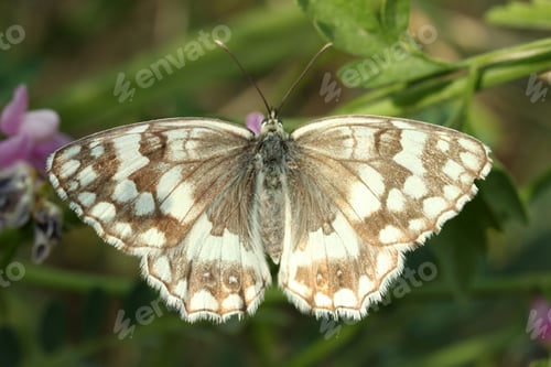 Preview: Butterfly