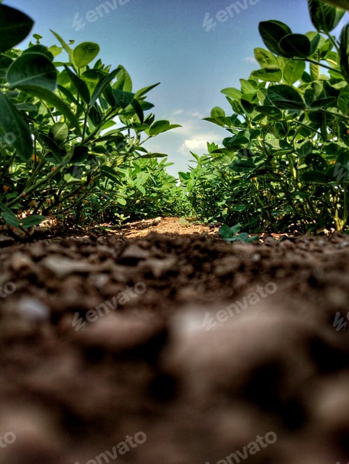 Preview: Groundnut Farming.