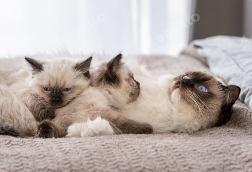 Preview: Ragdoll cat with kittens in the bed