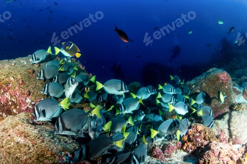 Preview: School green fish swimming in blue ocean water tropical under water. Scuba diving in Maldives