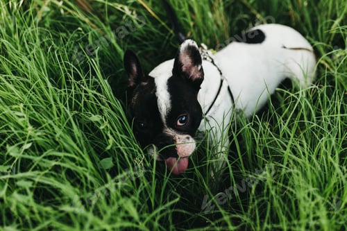 Preview: Dog with lead walking in grass