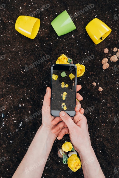 Preview: cropped shot of person with smartphone photographing beautiful yellow flowers in soil