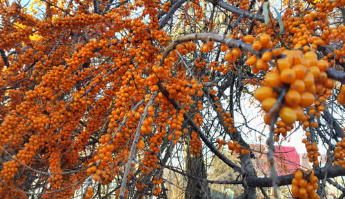 Preview: Sea buckthorn branches with bright ripe orange berries
