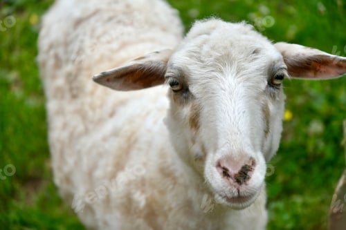 Preview: White sheep standing on a green grass