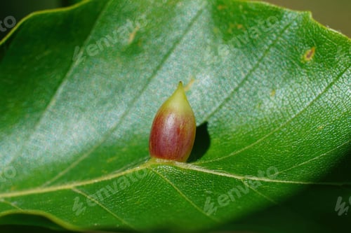 Preview: Closeup on leaf, infected by the beech gall midge, a gall-causing fly, Mikiola fagi