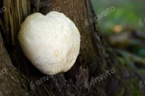 Preview: Lion's Mane Mushroom growing on a tree trunk.