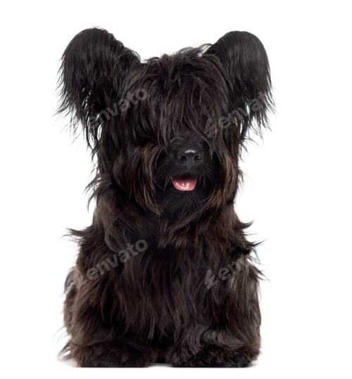 Preview: Skye Terrier sticking the tongue out, isolated on white