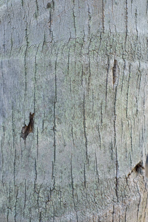 Preview: Texture of the trunk of a palm tree. Background, texture.