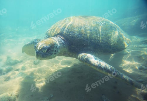 Preview: Turtle