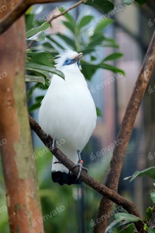 Vorschau: Bali Myna, ein weißer Vogel mit blauen Augen, steht auf einem Ast