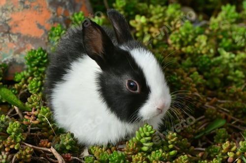 Preview: pets, bunny, scared, rabbit, hare