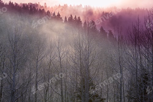 Preview: Fog in autumn forest
